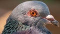 Pigeon eyes. Pigeon (Columba livia) eyes Royalty Free Stock Photo