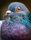 Pigeon eyes. Pigeon (Columba livia) eyes Royalty Free Stock Photo