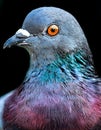 Pigeon eyes. Pigeon (Columba livia) eyes Royalty Free Stock Photo