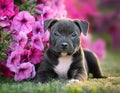 Black staffordshire terrier puppy posing with petunia flowers on grass. Royalty Free Stock Photo