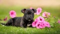 Black staffordshire terrier puppy posing with petunia flowers on grass. Royalty Free Stock Photo