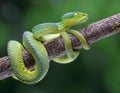 Wagler s pit viper on tree branch Royalty Free Stock Photo