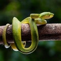 Wagler s pit viper on tree branch Royalty Free Stock Photo