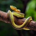 Wagler s pit viper on tree branch Royalty Free Stock Photo