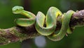 Wagler s pit viper on tree branch Royalty Free Stock Photo