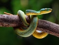 Wagler s pit viper on tree branch Royalty Free Stock Photo
