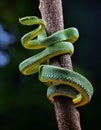 Wagler s pit viper on tree branch Royalty Free Stock Photo