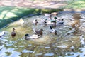 Fulvous Whistling-Duck color brown, white live together as a family (Dendrocygna bicolor) Fulvous Tree Duck. Royalty Free Stock Photo