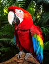 Exotic Scarlet Macaw with Distinctive Face Markings in a Vibrant Rainforest Habitat Royalty Free Stock Photo