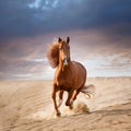 Red horse run in desert. Beautiful red horse run fast in sand against dramatic sky Royalty Free Stock Photo