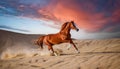Red horse run in desert. Beautiful red horse run fast in sand against dramatic sky Royalty Free Stock Photo