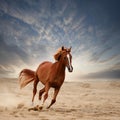 Red horse run in desert. Beautiful red horse run fast in sand against dramatic sky Royalty Free Stock Photo