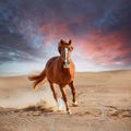 Red horse run in desert. Beautiful red horse run fast in sand against dramatic sky Royalty Free Stock Photo