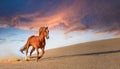 Red horse run in desert. Beautiful red horse run fast in sand against dramatic sky Royalty Free Stock Photo
