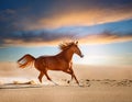 Red horse run in desert. Beautiful red horse run fast in sand against dramatic sky Royalty Free Stock Photo