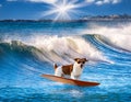White and brown dog surfing on a surfboard wearing sunglasses on the sea with big waves in sea. Royalty Free Stock Photo