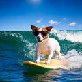 White and brown dog surfing on a surfboard wearing sunglasses on the sea with big waves in sea. Royalty Free Stock Photo