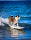 White and brown dog surfing on a surfboard wearing sunglasses on the sea with big waves in sea. Royalty Free Stock Photo