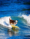 White and brown dog surfing on a surfboard wearing sunglasses on the sea with big waves in sea. Royalty Free Stock Photo