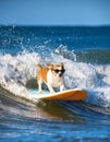 White and brown dog surfing on a surfboard wearing sunglasses on the sea with big waves in sea. Royalty Free Stock Photo