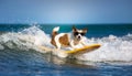 White and brown dog surfing on a surfboard wearing sunglasses on the sea with big waves in sea. Royalty Free Stock Photo