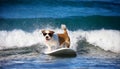 White and brown dog surfing on a surfboard wearing sunglasses on the sea with big waves in sea. Royalty Free Stock Photo