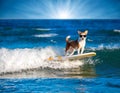 White and brown dog surfing on a surfboard wearing sunglasses on the sea with big waves in sea. Royalty Free Stock Photo