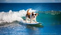 White and brown dog surfing on a surfboard wearing sunglasses on the sea with big waves in sea. Royalty Free Stock Photo