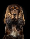 Cocker Spaniel on black background. Royalty Free Stock Photo