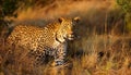 Close up of Leopard on the Safari. Close Up of Leopard in the grassland of Africa Royalty Free Stock Photo