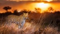 Close up of Leopard on the Safari. Close Up of Leopard in the grassland of Africa Royalty Free Stock Photo