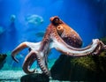 Octopus in the aquarium Royalty Free Stock Photo