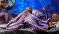 Octopus in the aquarium Royalty Free Stock Photo
