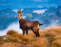 Chamois tanding on the horizon. Rupicapra rupicapra. wildlife scene with a chamois. Royalty Free Stock Photo