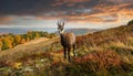 Chamois tanding on the horizon. Rupicapra rupicapra. wildlife scene with a chamois. Royalty Free Stock Photo