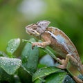 Chameleon in the garden. This is a Chameleon a lush garden in South africa. It sits on lush pants with raindrops. Royalty Free Stock Photo