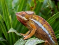 Chameleon in the garden. This is a Chameleon a lush garden in South africa. It sits on lush pants with raindrops. Royalty Free Stock Photo