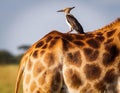 Oxpecker on Giraffe s Back on the Safari. Royalty Free Stock Photo