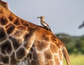 Oxpecker on Giraffe s Back on the Safari. Royalty Free Stock Photo