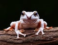 White-brown masked forest frog sitting on a log Royalty Free Stock Photo