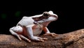 White-brown masked forest frog sitting on a log Royalty Free Stock Photo