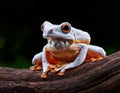White-brown masked forest frog sitting on a log Royalty Free Stock Photo
