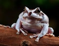 White-brown masked forest frog sitting on a log Royalty Free Stock Photo