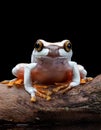 White-brown masked forest frog sitting on a log Royalty Free Stock Photo