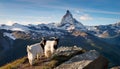 Black and white Alpine Goats on the mountain top. Splendid morning view with Matterhorn peak on background Royalty Free Stock Photo