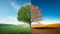 Four season tree. Winter, summer, autumn, spring Royalty Free Stock Photo