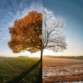Four season tree. Winter, summer, autumn, spring Royalty Free Stock Photo