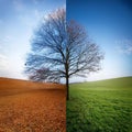 Four season tree. Winter, summer, autumn, spring Royalty Free Stock Photo