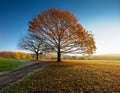 Four season tree. Winter, summer, autumn, spring Royalty Free Stock Photo