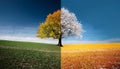 Four season tree. Winter, summer, autumn, spring Royalty Free Stock Photo